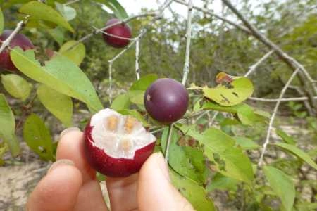 imagen del fruto del camu camu