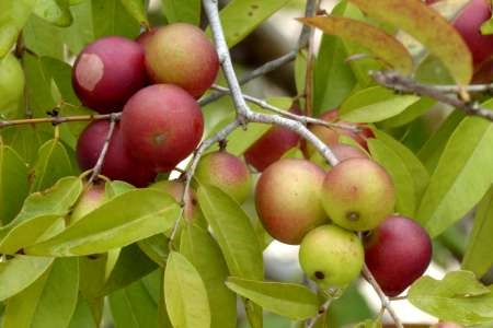 imagen de la planta de camu camu
