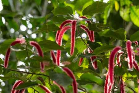 planta de kiwicha
