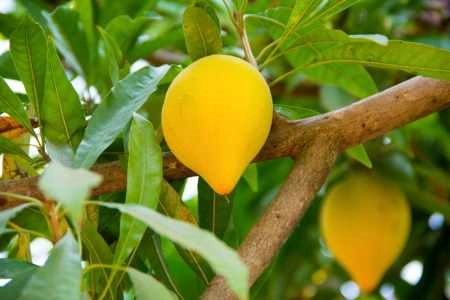 planta de lúcuma