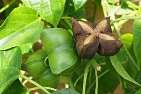 planta de sacha inchi