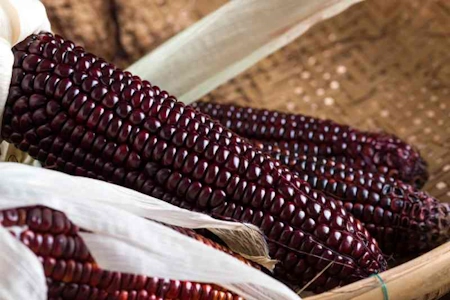Imagen de una mazorca de maíz morado